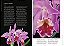 Enciclopédia Das Orquídeas (Coleção - 21 Volumes) - Imagem 6