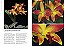 Enciclopédia Das Orquídeas (Coleção - 21 Volumes) - Imagem 8