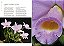 Enciclopédia Das Orquídeas (Coleção - 21 Volumes) - Imagem 11