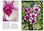 Enciclopédia Das Orquídeas (Coleção - 21 Volumes) - Imagem 12