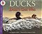 Ducks Don't Get Wet - Imagem 1
