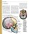 Atlas Ilustrado De Anatomia - Imagem 4
