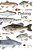 Fishing Log: A Kids Fishing Log - Imagem 1