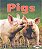 Pigs..- - Imagem 1