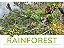 Rainforest-.. - Imagem 1