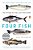 Four Fish: The Future Of The Last Wild Food-.. - Imagem 1
