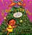 A Piñata In A Pine Tree: A Latino Twelve Days Of Christmas: A Christmas Holiday Book For Kids-.. - Imagem 1