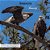 Strength & Beauty: The Bald Eagles Of Berry College-.. - Imagem 1