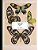 Vintage Prints: Butterflies: Vol. 5-.. - Imagem 1