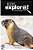 Groundhogs - Kids Explore: Animal Books Nonfiction - Books Ages 5-6-.. - Imagem 1