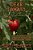 Dear Tomato: An International Crop Of Food And Agriculture Poems-.. - Imagem 1