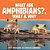 What Are Amphibians?, What & Why: 1ST Grade Science Series-.. - Imagem 1