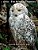 Owls - The Beautiful Hunters: Grayscale Adult Coloring Book-.. - Imagem 1