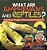 What Are Amphibians And Reptiles? Functions, Groups, Roles And Characteristics Grade 6-8 Life Science-.. - Imagem 1