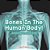Bones In The Human Body! Anatomy Book For Kids-.. - Imagem 1