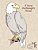 A Young Ornithologist's Manual-.. - Imagem 1