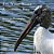 The Wood Stork: A Graceful Bird-.. - Imagem 1