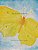 Big Yellow Butterfly-.. - Imagem 1