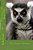 A Lemur's Life-.. - Imagem 1