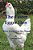 The Easter Egger Hen: How Lucky Got Her Name-.. - Imagem 1