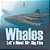 Whales - Let's Meet Mr. Big Fins-.. - Imagem 1
