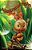 Adventures Of The Ant-.. - Imagem 1