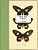 Vintage Prints: Butterflies: Vol. 4-.. - Imagem 1