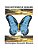 This Butterfly Dreams-.. - Imagem 1