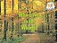 Pair-It Books Emergent Stage 2 Woods Or Forests Who Lives In The Woods? Student Edition-.. - Imagem 1