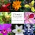 Flowers Coloridas: A Billingual Book Of Costa Rican Flowers-.. - Imagem 1
