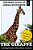 The Giraffe: Towering Beauty Of The African Savanna-.. - Imagem 1