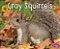 Gray Squirrels-.. - Imagem 1