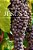 A Testimony Of Jesus 2: His Abundant Love, Work, And Prophecy-.. - Imagem 1