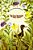 The Ugly Duckling-.. - Imagem 1
