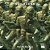 Chuck Swenson - Soldiers-.. - Imagem 1
