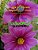 Telugu Gunintalu: A Gunintalu/Maatra Learning Book For Telugu-.. - Imagem 1