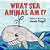 What Sea Animal Am I?-.. - Imagem 1