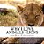 Why I Love Animals - Lions-.. - Imagem 1