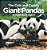 The Cute And Cuddly Giant Pandas - Animal Book Age 5 Children's Animal Books-.. - Imagem 1