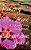 Rising From The Mire: A Short Story Collection-.. - Imagem 1