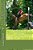 Legs, The Journey Of An American Thoroughbred-.. - Imagem 1