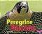 Peregrine Falcons-.. - Imagem 1