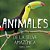 Animales De La Selva Amazonica: Infantales Livres-.. - Imagem 1
