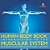 Human Body Book Introduction To The Muscular System Children's Anatomy & Physiology Edition-.. - Imagem 1