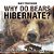 Why Do Bears Hibernate? Animal Book Grade 2 Children's Animal Books-.. - Imagem 1