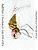 In The Garden Of Dragonflies [Line Drawings]: Color The Art Of Nature + Wildlife-.. - Imagem 1