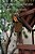 The Flycatcher And The Dove: A Fantasy Story About Songbirds-.. - Imagem 1
