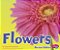 Flowers-.. - Imagem 1