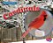 Cardinals-.. - Imagem 1