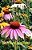 Bloom Where You'Re Planted-.. - Imagem 1